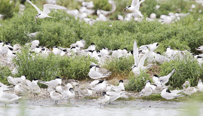 燕鸥(Sterna sandvicensis)